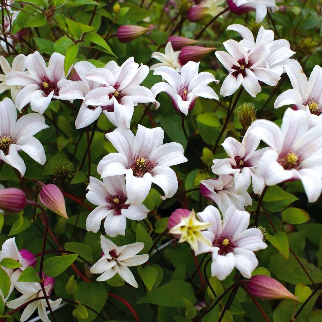 Clematis 'Princess Kate'