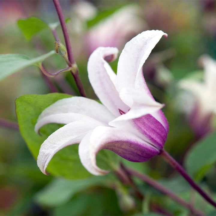 Clematis 'Princess Kate'