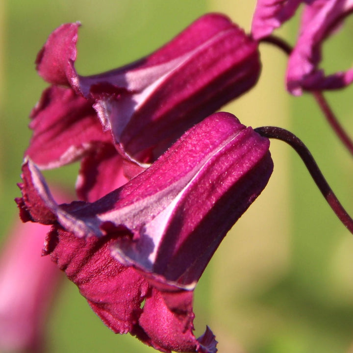 Clematis 'Queen Mother'