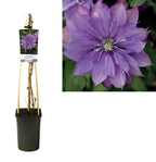 Clematis 'Rollercoaster' - clematite cu flori mari si duble, mov 