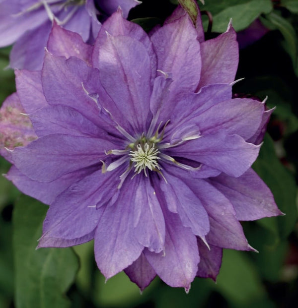 Clematis 'Rollercoaster' - clematite cu flori mari si duble, mov 