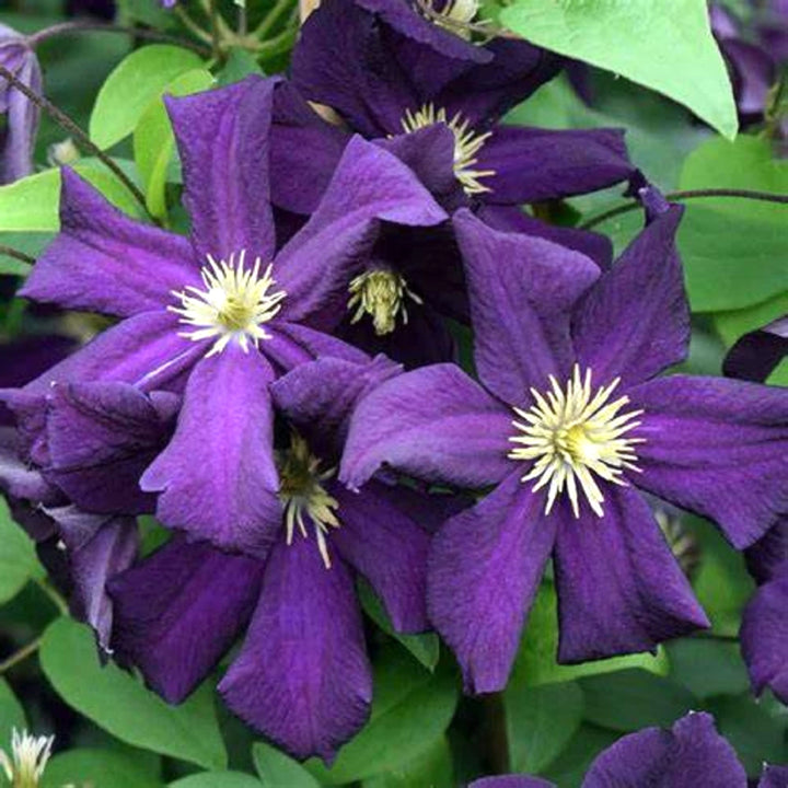 Clematis 'Romantika'