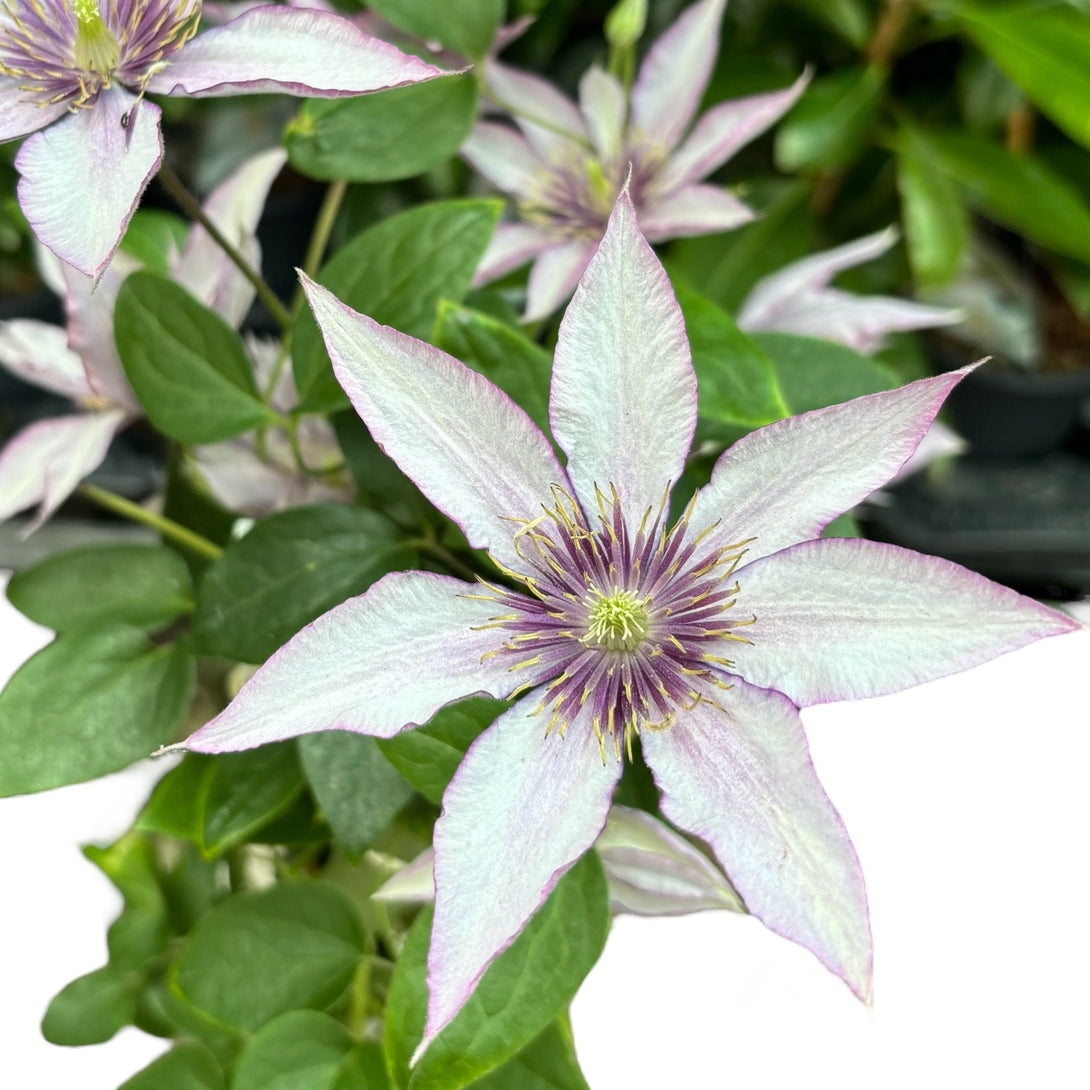 Clematis 'Samaritan Jo' (Evipo018)