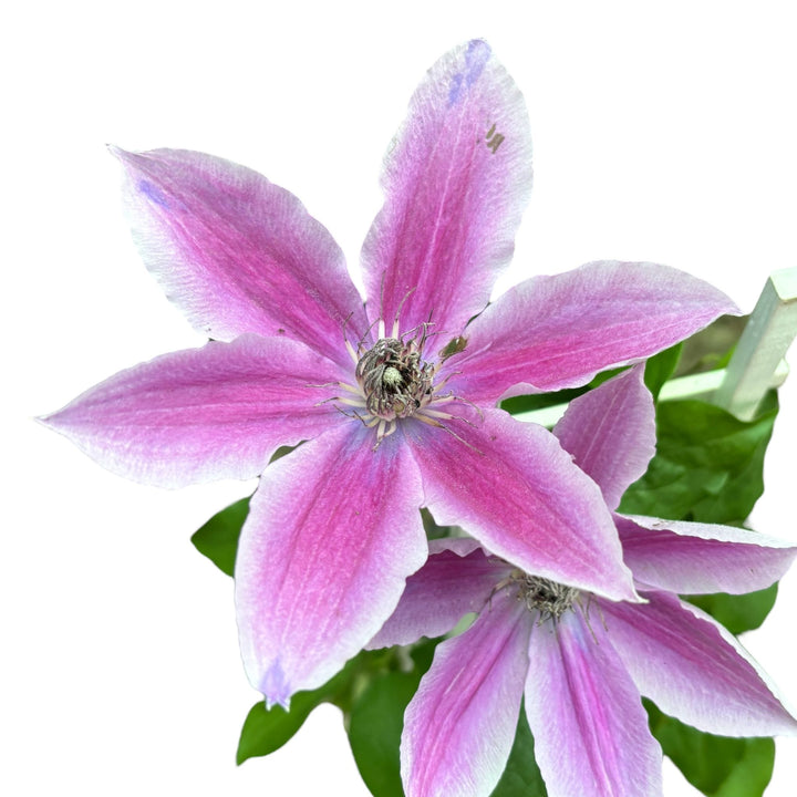 Clematis 'Vicki' (Evipo0114)