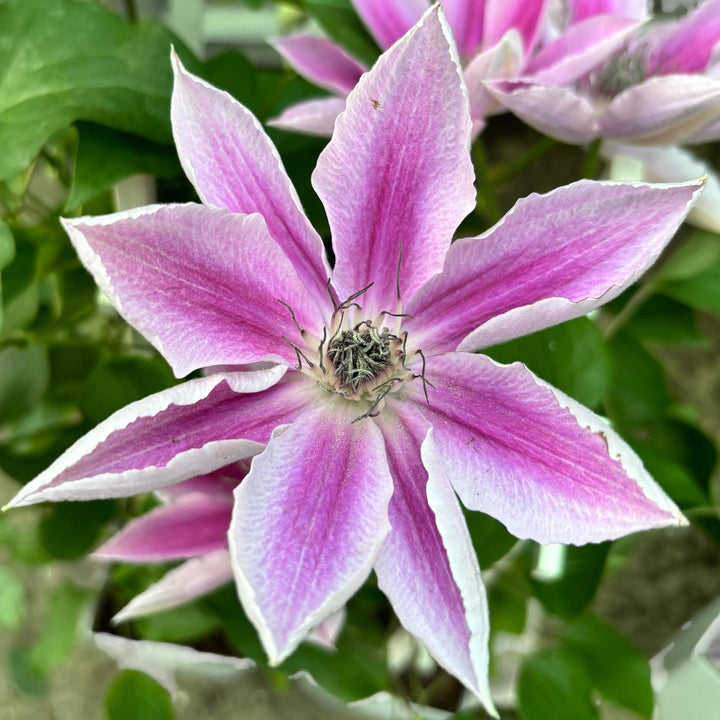 Clematis 'Vicki' (Evipo0114)