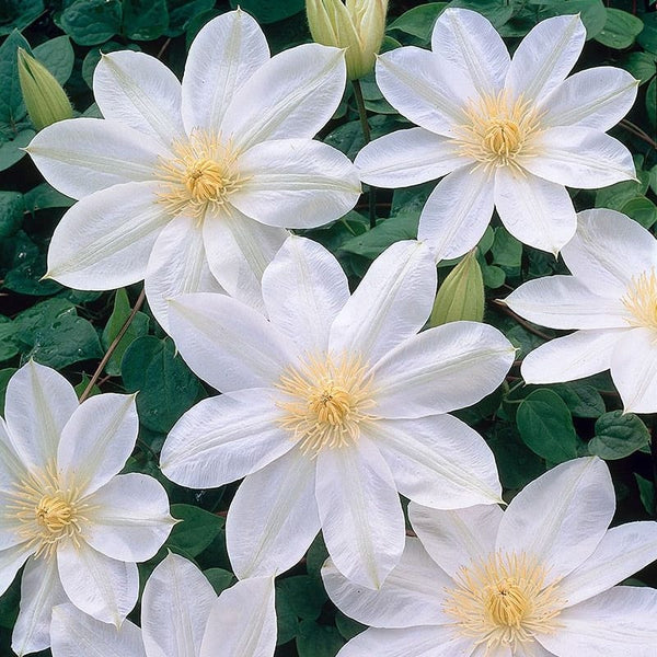 Clematis with large flowers - Clematis 'Wada's Primrose' (Late Large-flowered Group)