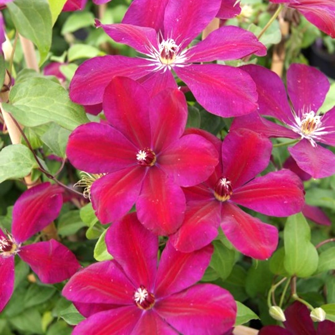 Clematite - Clematis Westerplatte (Early Large-flowered Group)