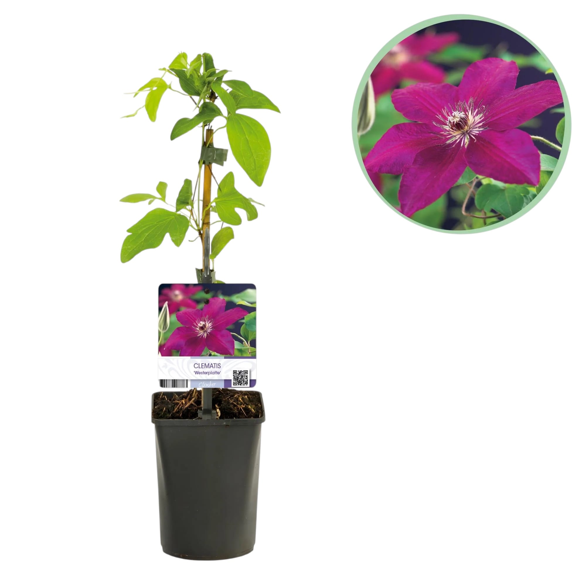 Клематис - Clematis Westerplatte (Ранна група с големи цветове)