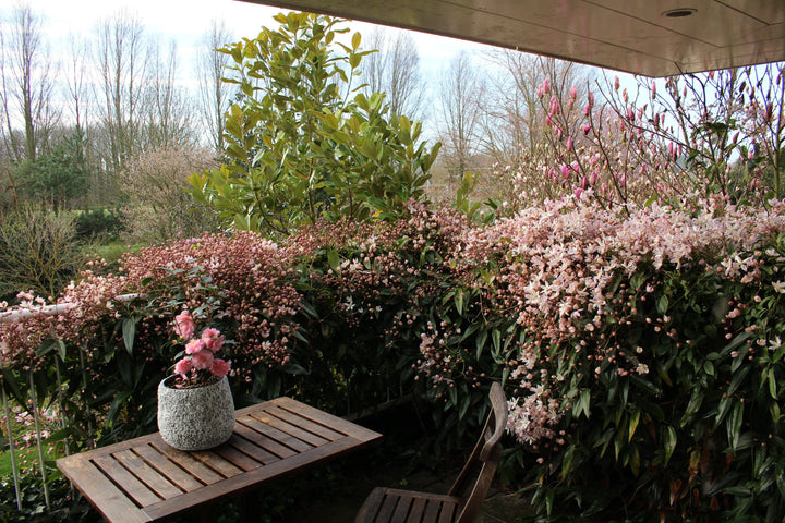 Clematis armandii 'Apple Blossom'