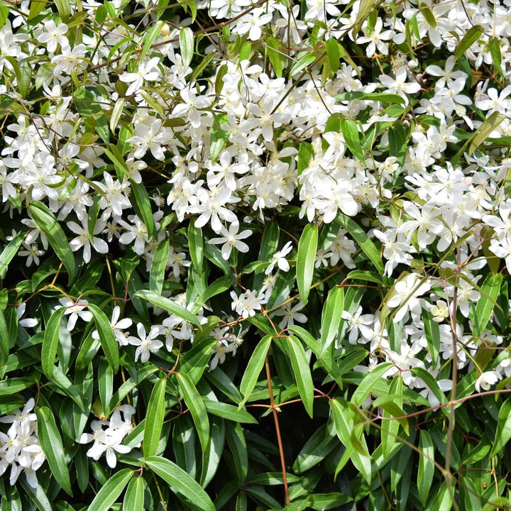 Clematis armandii 'Snowdrift'