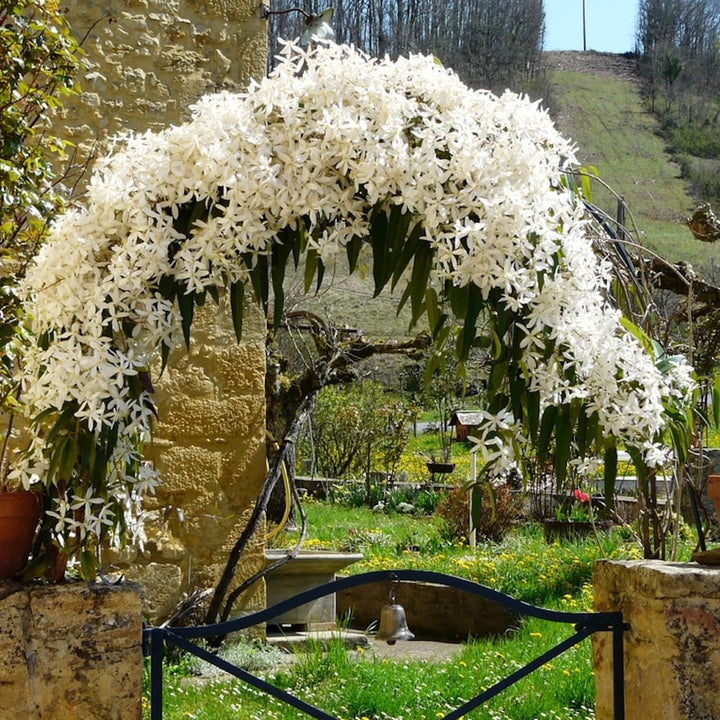 Clematis armandii