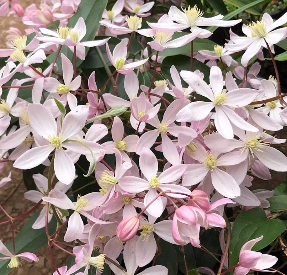 Clematis armandii 'Apple Blossom'