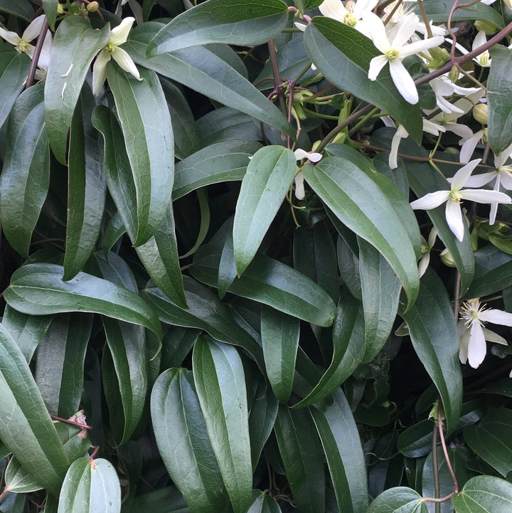 Clematis armandii