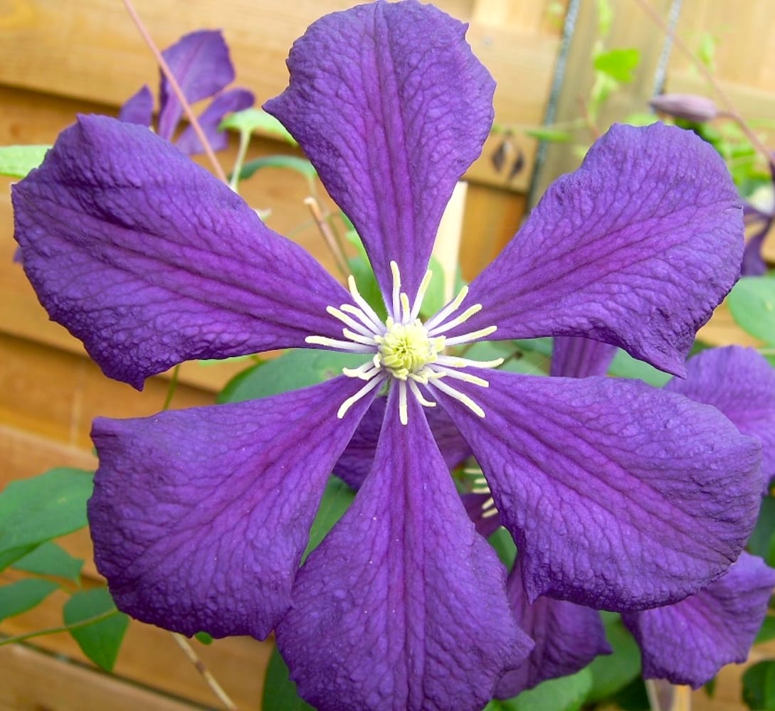 Clematite cu infloriri abundente - Clematis viticella 'Blue Belle' (Viticella Group)
