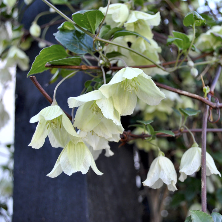 Clematis cirrhosa 'Wisley Cream'