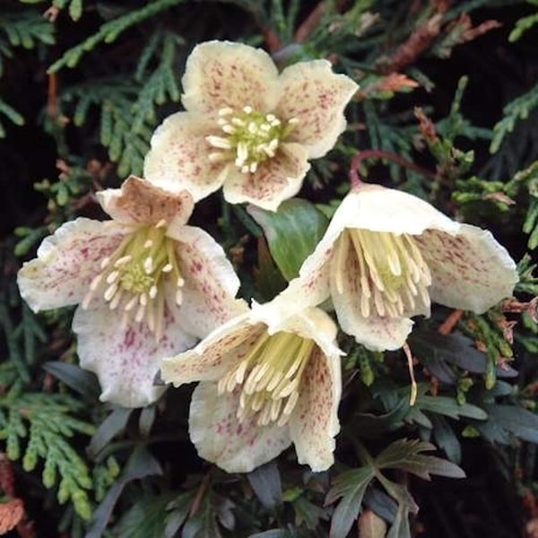 Clematis cirrhosa var. balearica