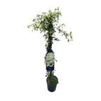 Clematite vesnic verzi - Clematis forsteri 'Joe' - inflorire timpurie