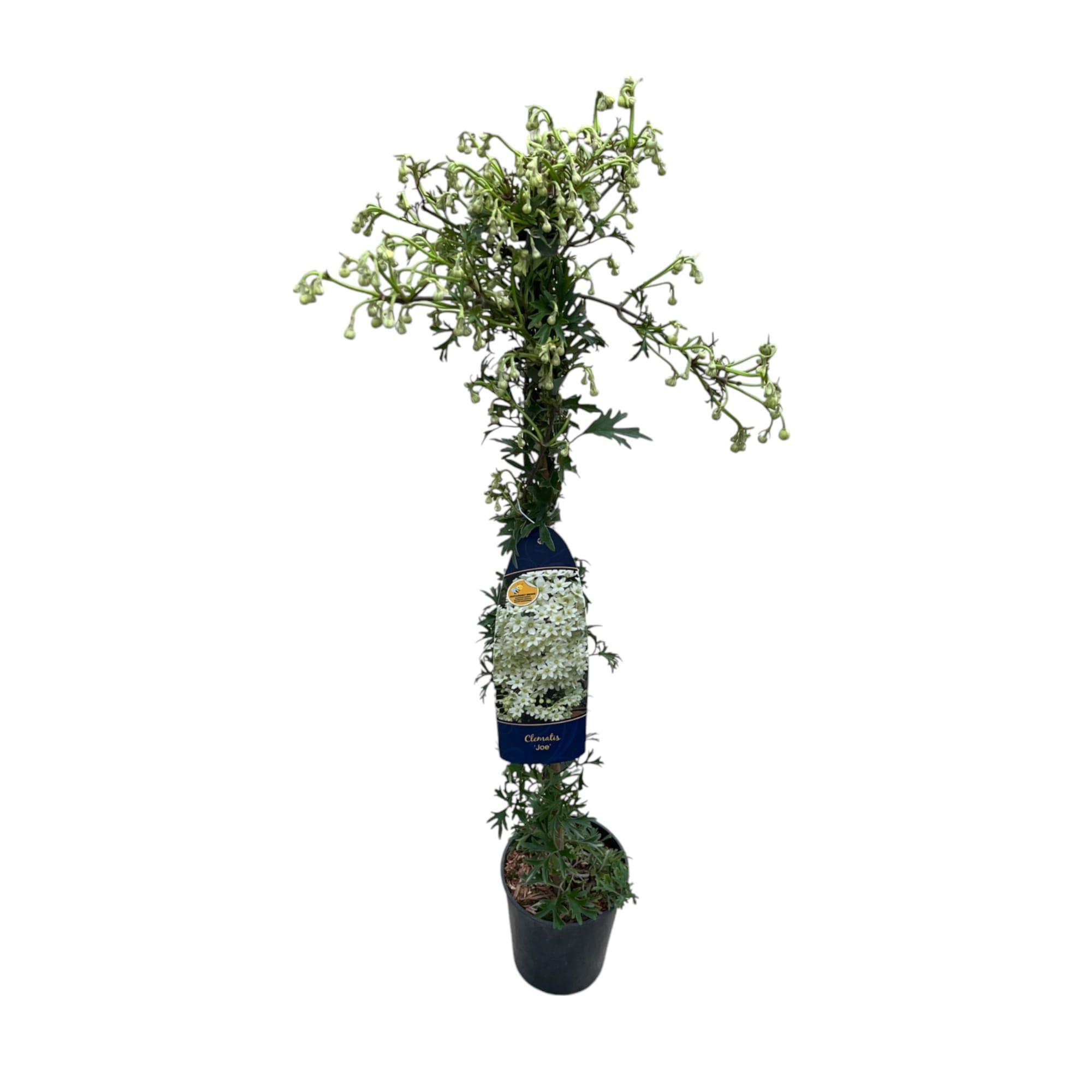 Clematite vesnic verzi - Clematis forsteri 'Joe' - inflorire timpurie