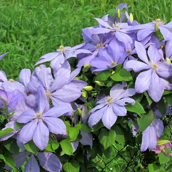 Clematite - Clematis 'Justa'