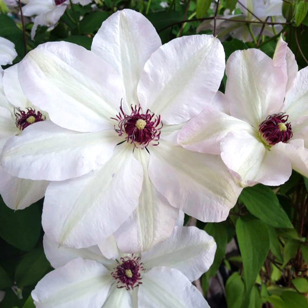 Clematis 'Miss Bateman' - Clematis mit großen Blüten (Frühe großblumige Gruppe)