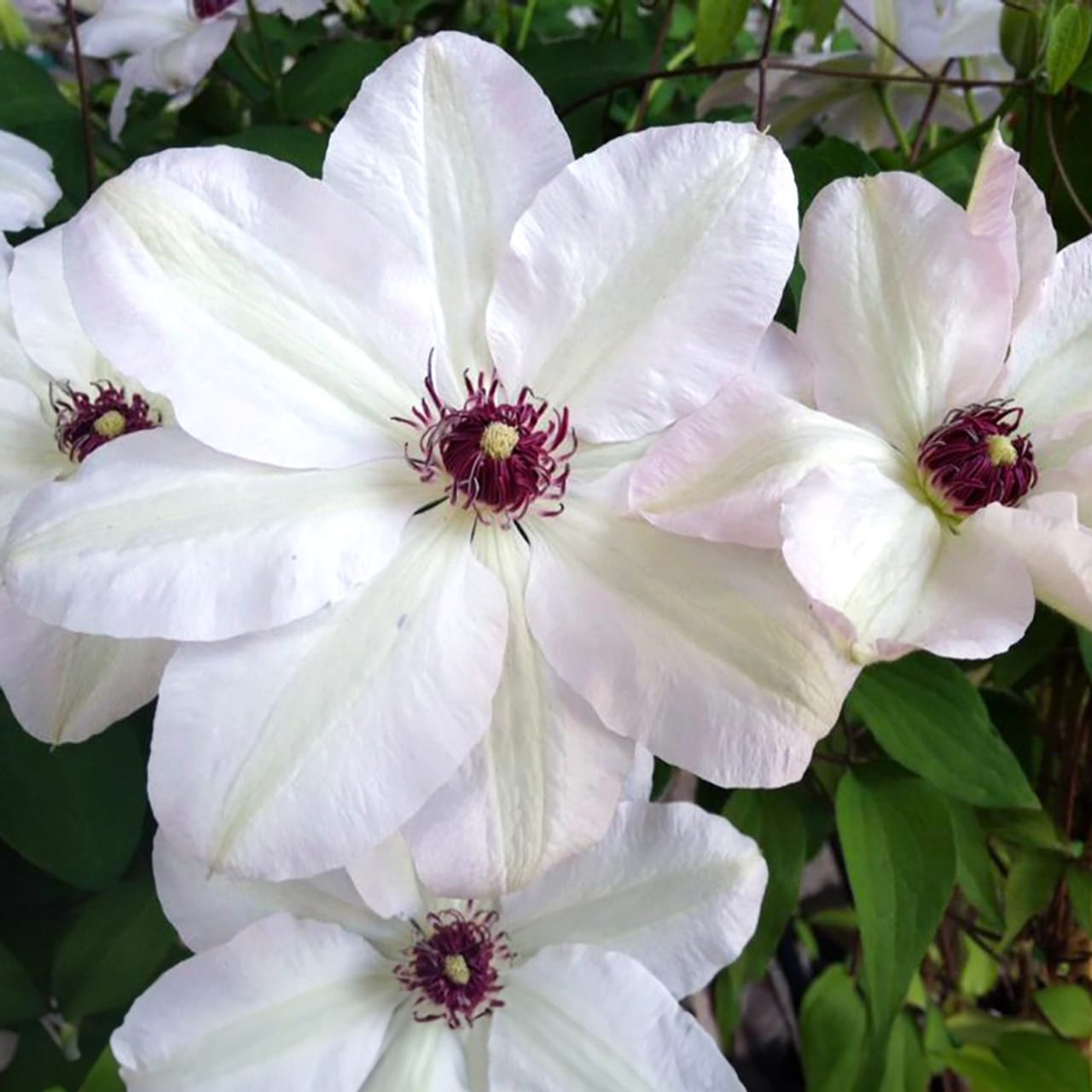 Clematis 'Miss Bateman' - clematite cu flori mari (Early Large-flowered Group)