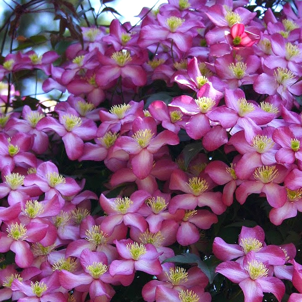 Clematis montana 'Freda