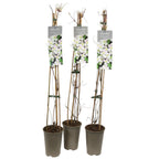 Clematis montana 'Mayleen'