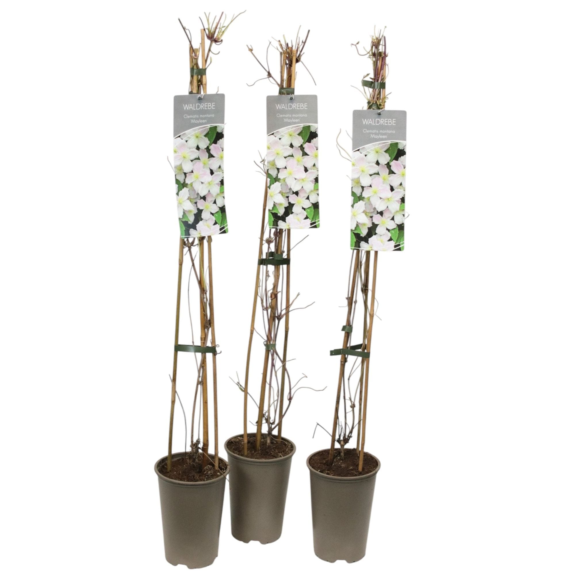 Clematis montana 'Mayleen'
