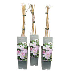 Clematis montana 'Tetrarose'