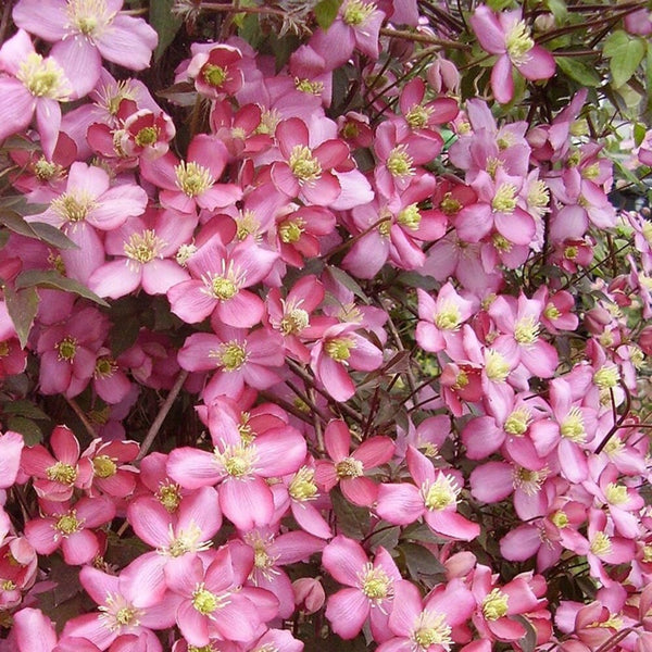 Clematis montana 'Van Gogh'