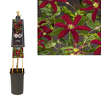 Clematis viticella 'Glorious Red' (Zo23015) 