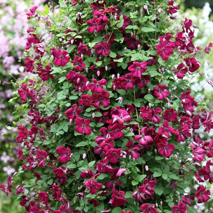 Clematis viticella 'Rubra'