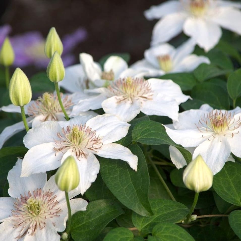 Clematis 'Destiny'