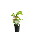 Clematite - Clematis 'Guernsey Cream' (Early Large-flowered Group)