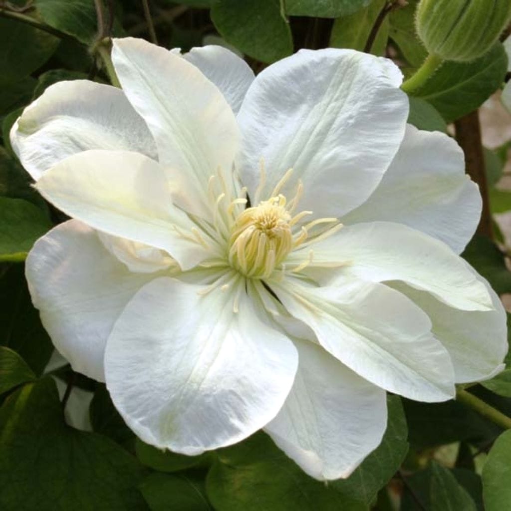 Clematis 'Guernsey Cream'