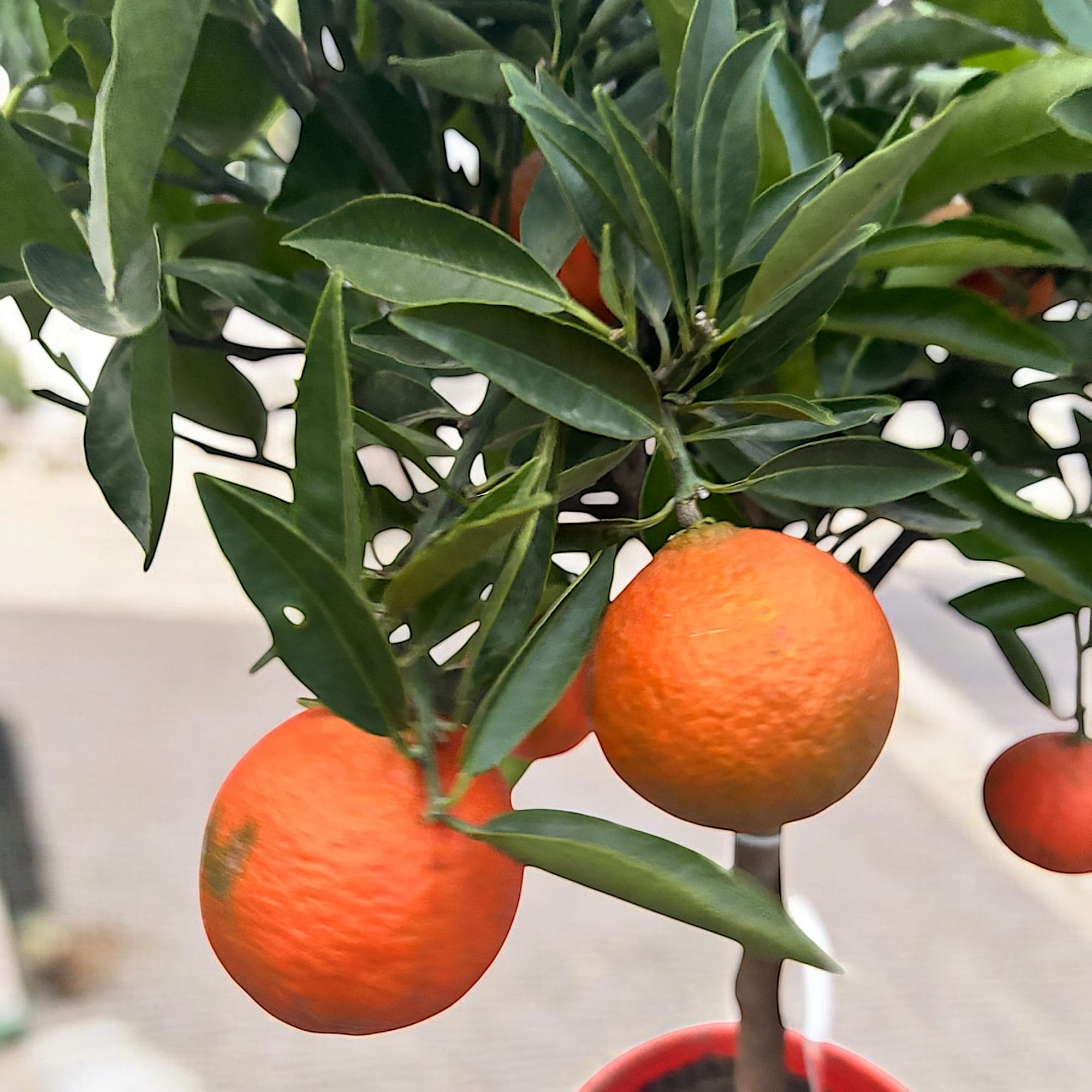 Citrus reticulata 'Clementine' - Clementin in ghiveci H70