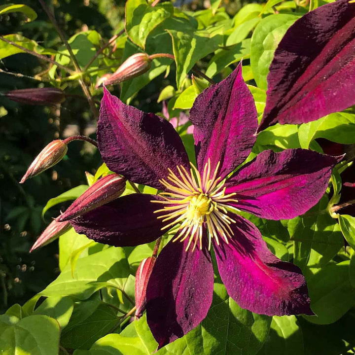 Clematis viticella 'Mikelite'