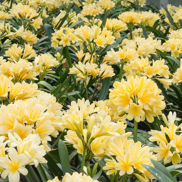 Clivia miniata var. citrina 'Yellow Star'