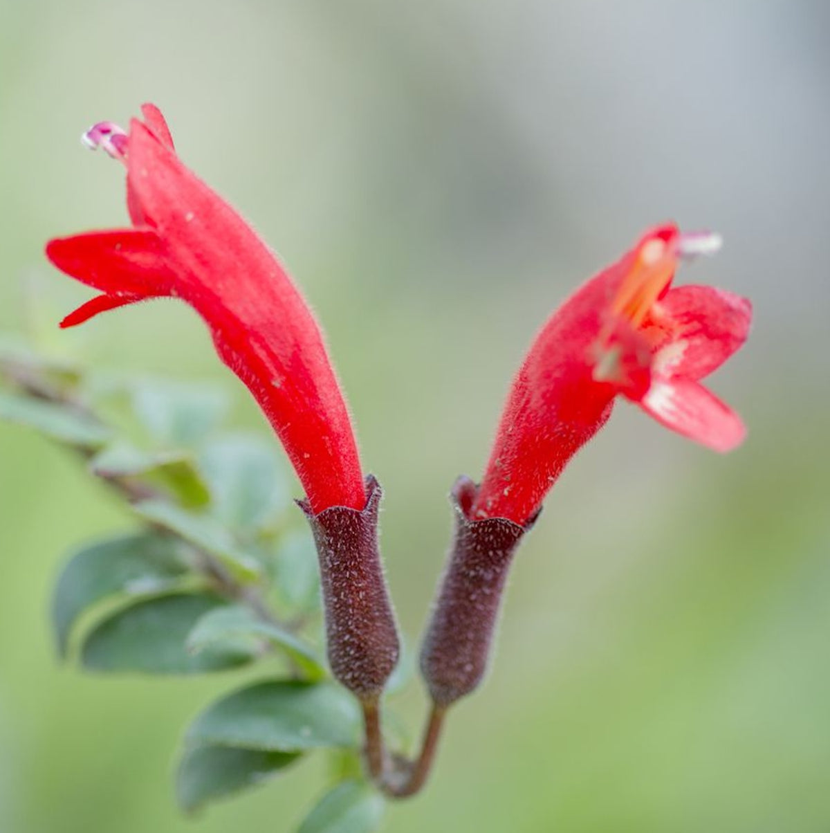 Aeschynanthus ‘Bolero Bicolore’ XL – Lipstick plant cu frunze bicolore