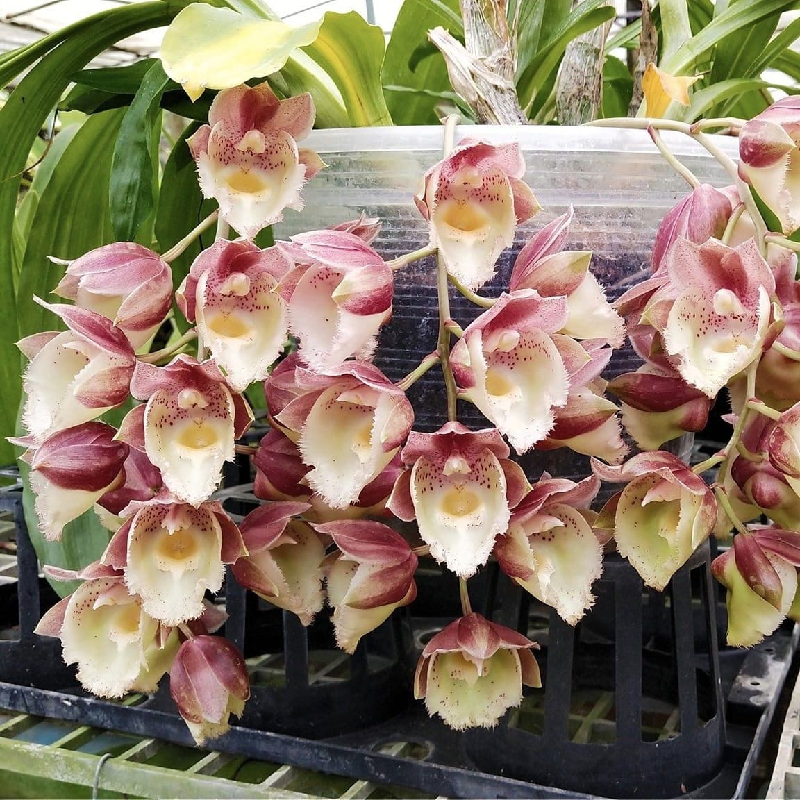 Clowesetum Emerald Rosee geparfumeerd – Secret Garden Plant Shop