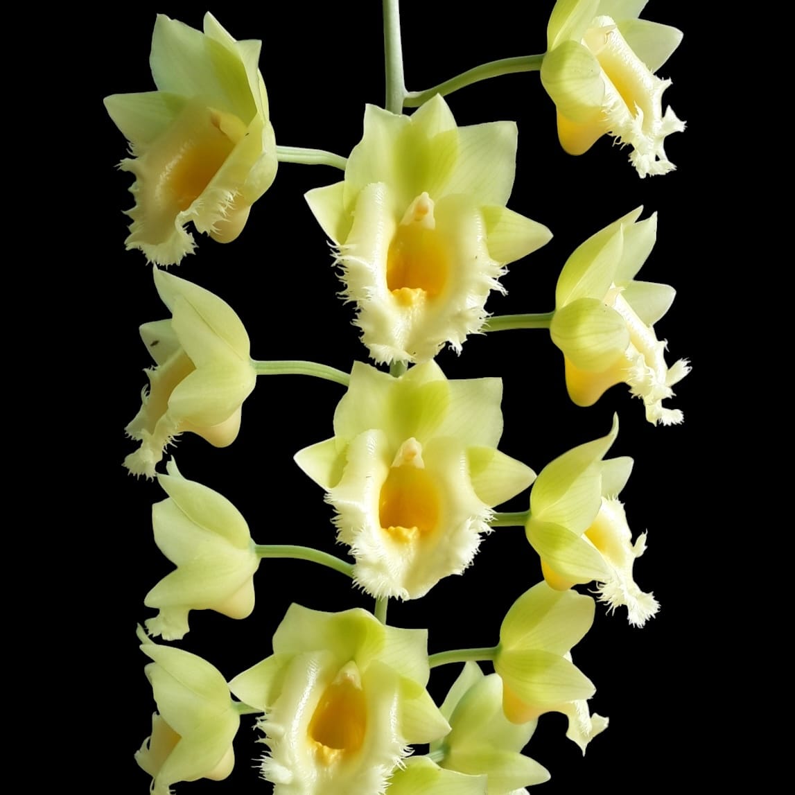 Clowesetum Wyche's Bumble Bee 'Jumbo Orchids' BM/JOGA – Secret