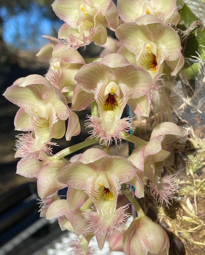 Clowesia Grace Dunn (Clowesia warczewitzii × Clowesia rosea)