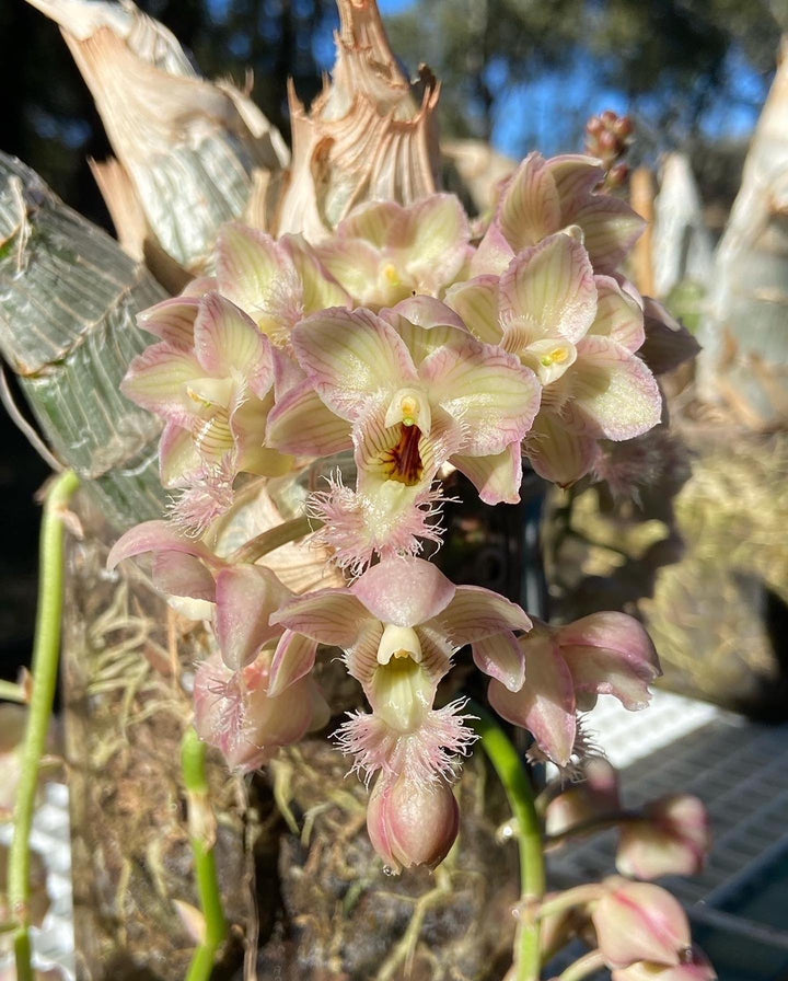 Clowesia Grace Dunn (Clowesia warczewitzii × Clowesia rosea)