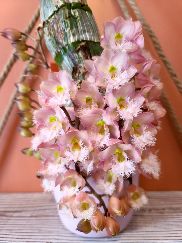 Clowesia Grace Dunn (Clowesia warczewitzii × Clowesia rosea)