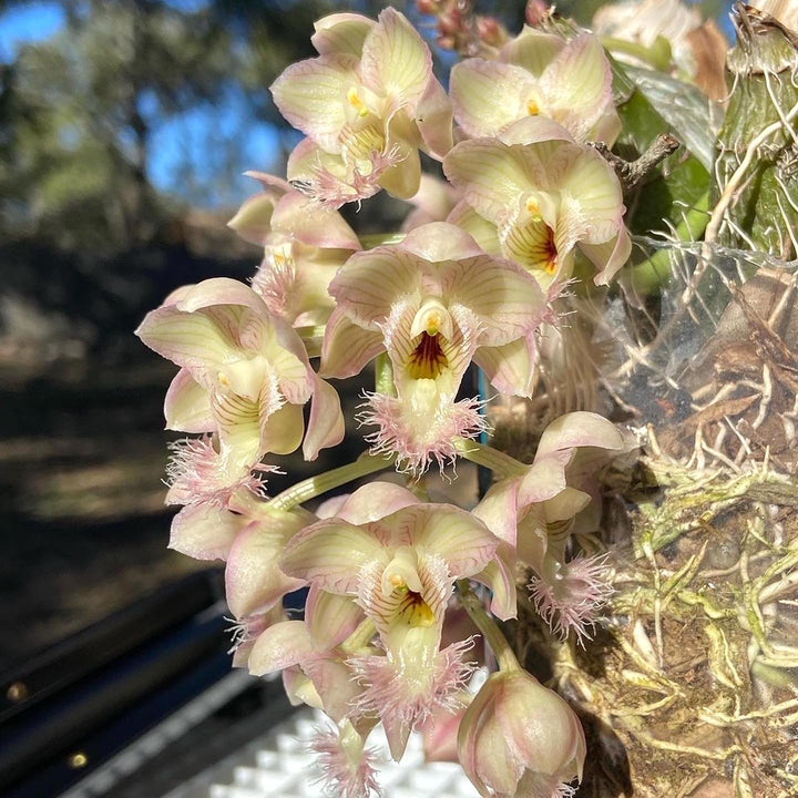 Clowesia Grace Dunn (Clowesia warczewitzii × Clowesia rosea)