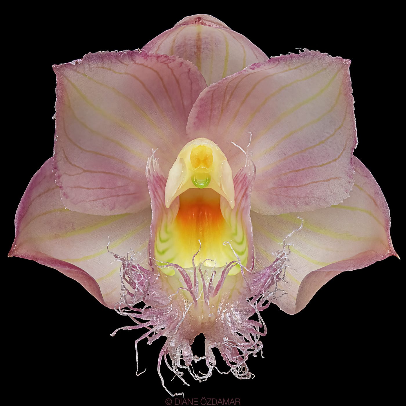 Clowesia Rebecca Northen 'Mikabi'