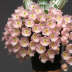 Clowesia Rebecca Northen 'Mikabi'