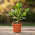 Clusia rosea 'Princess' - Autograph Tree, Pitch Apple