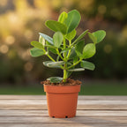Clusia rosea 'Princess' - Autograph Tree, Pitch Apple