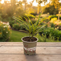 Codiaeum variegatum 'Pictum Spot